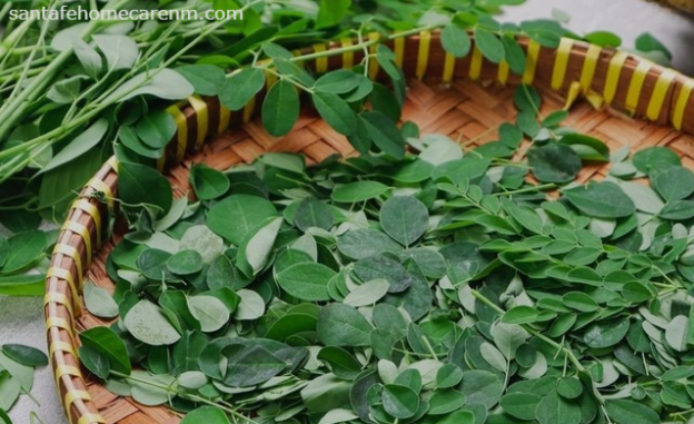 10 Manfaat Daun Kelor
